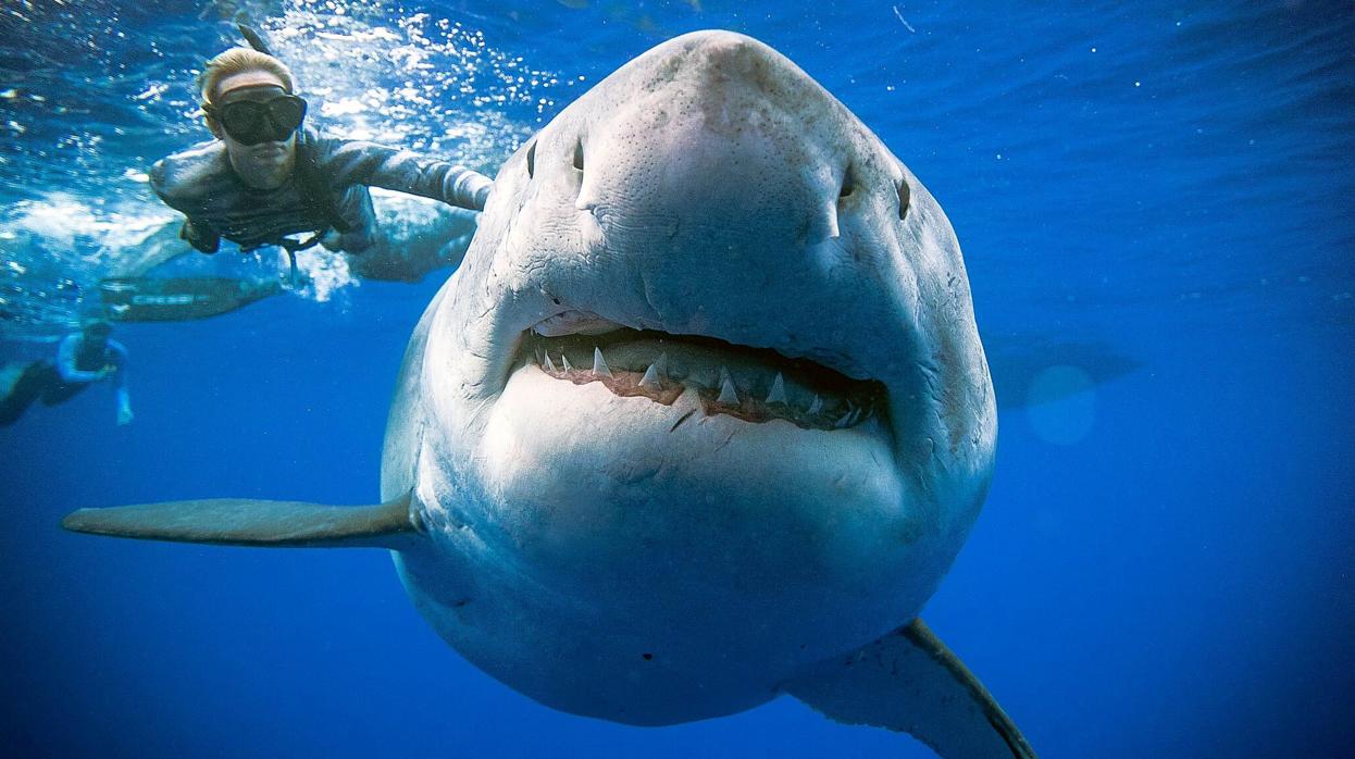 El tiburón blanco «Deep Blue»