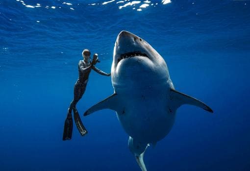 El tiburón blanco más grande del mundo aparece por sorpresa entre los buzos en Hawái