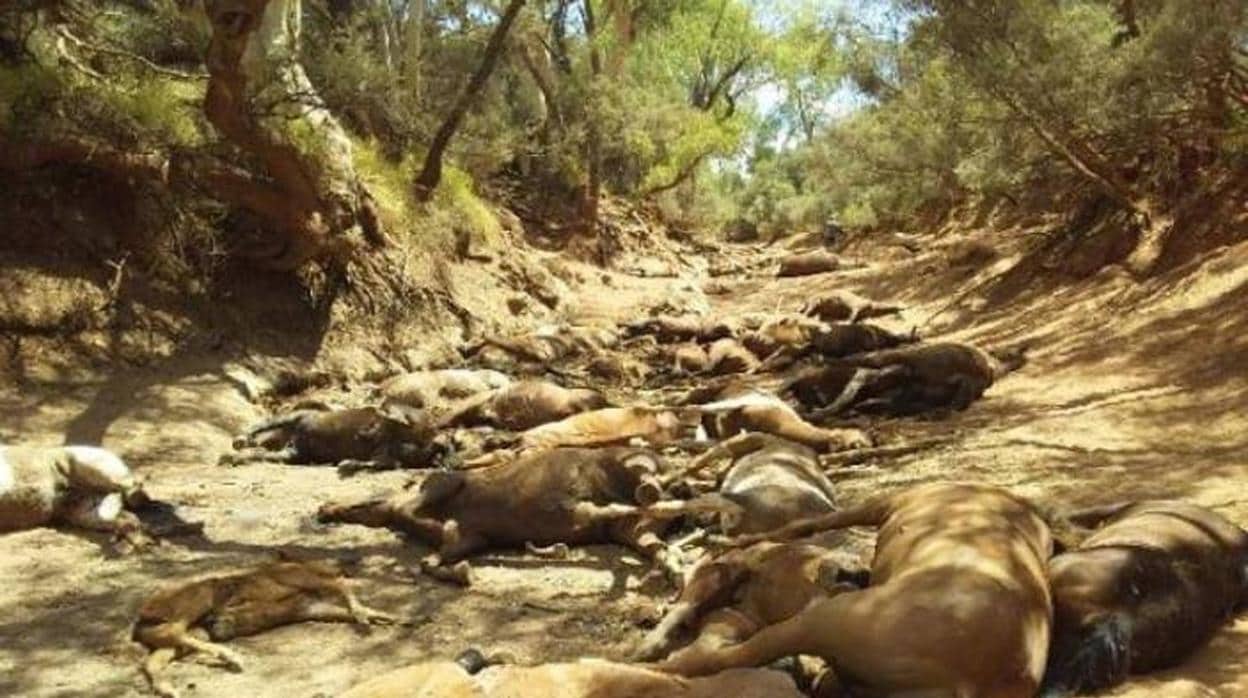 Cuarenta caballos salvajes muertos por la ola de calor que azota a Australia
