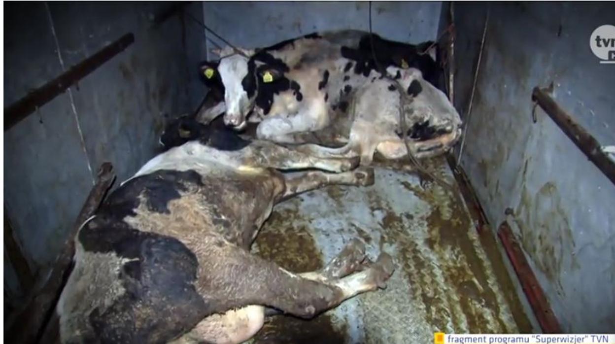 Alerta alimentaria: Polonia ha exportado carne de vacas enfermas a países europeos como España