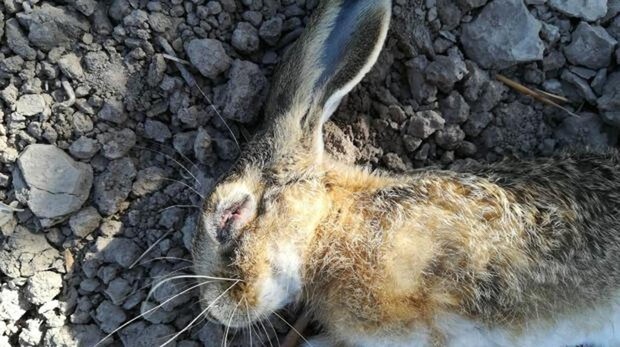 La «enfermedad de los conejos» muta letalmente contra la liebre ibérica