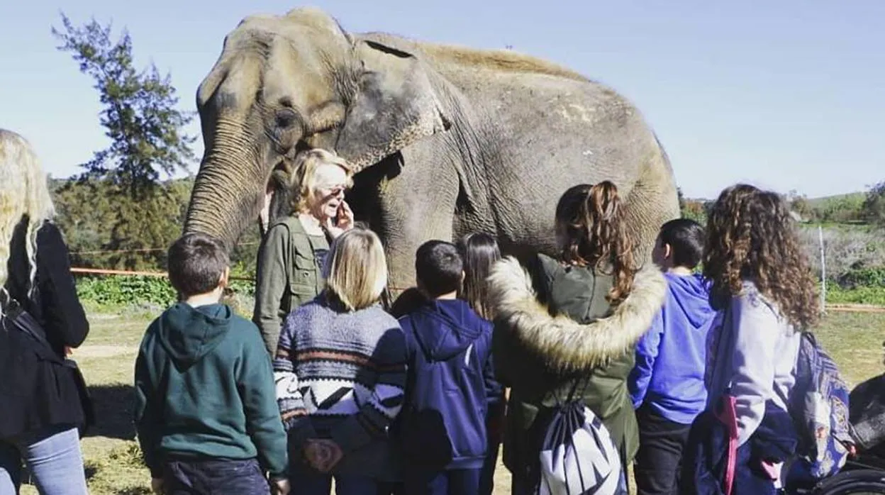 Imagen del 30 de enero de la elefanta «Dumba»