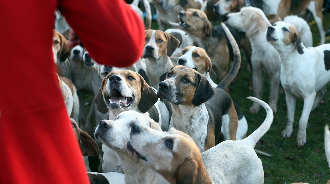 Palma aprueba considerar a las mascotas como animales «de familia»