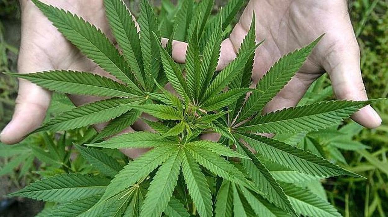 Bélgica avanza hacia la legalización del cannabis terapéutico