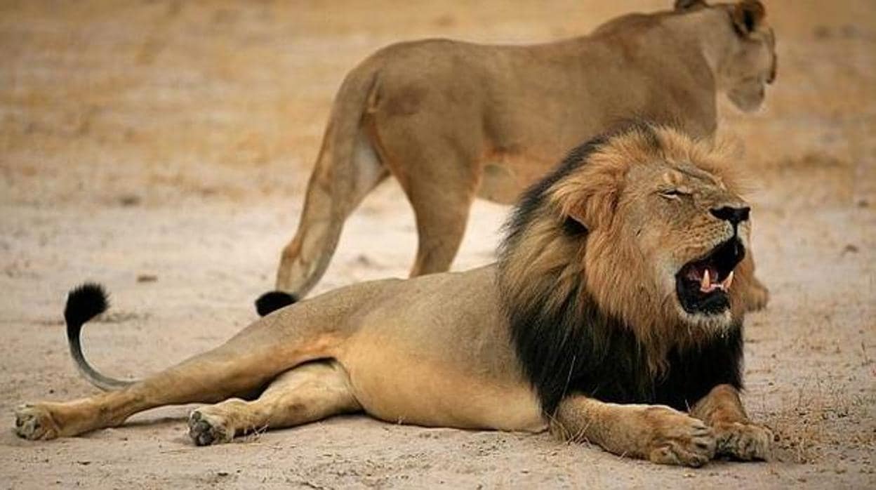 Un hombre muere tras ser atacado por un león que tenía en su casa en la República Checa