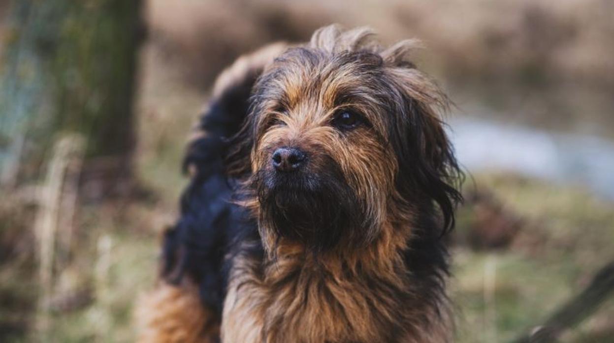 Imagen de un perro pastor catalán