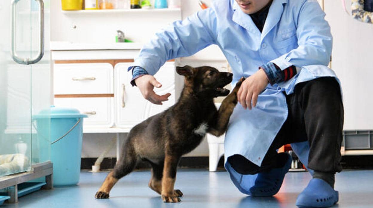 Kunxun, el perro clonado en China, juega con uno de los científicos