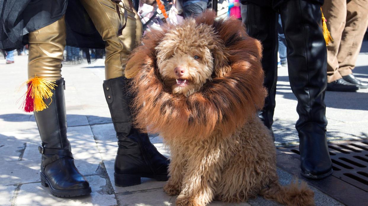 Palma de Mallorca aplaza «sine die» la ordenanza de las mascotas por discrepancias en el tripartito