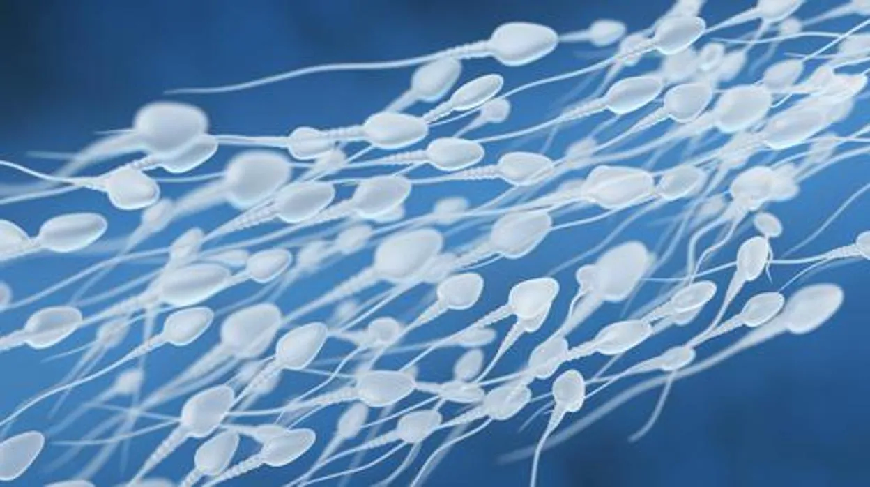 Descubren que los espermatozoides más rápidos son también los más eficientes