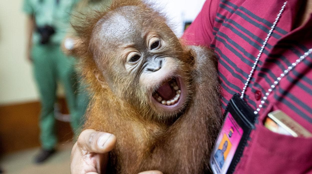 El orangután que llevaba el hombre en la maleta