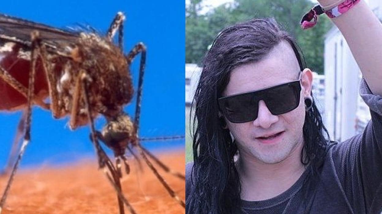 Una canción de Skrillex podría alterar la vida del mosquito 'Aedes aegypti'