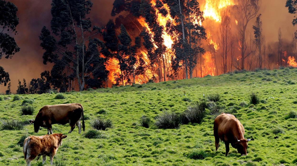 Incendio en las proximidades de Naves (Llanes) el pasado mes de marzo