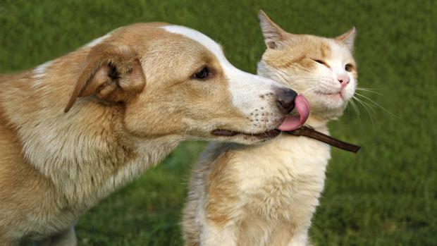 El uno al otro Optimista Peticionario Cómo saber si tu perro o gato tienen rinitis