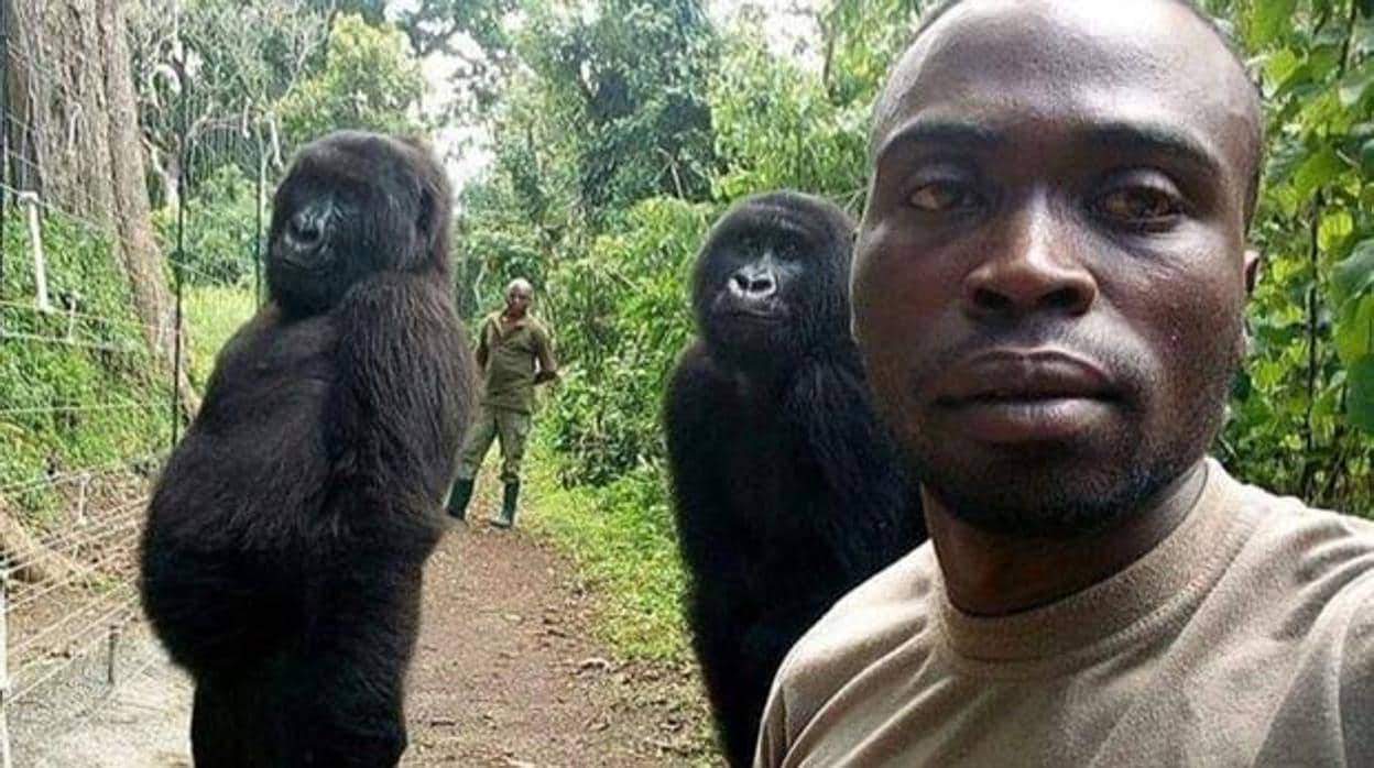 Una foto perfecta: el selfi de unos gorilas y guardabosques se vuelve viral