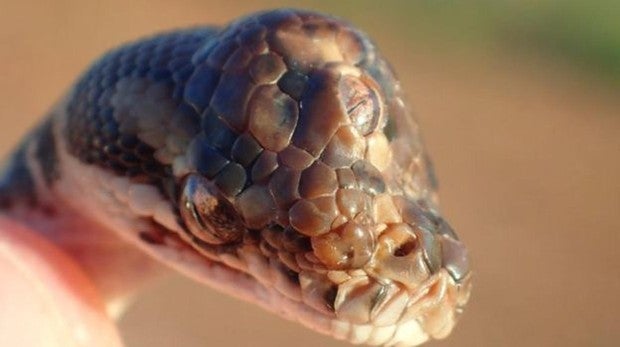 El sorprendente hallazgo de una serpiente de tres ojos