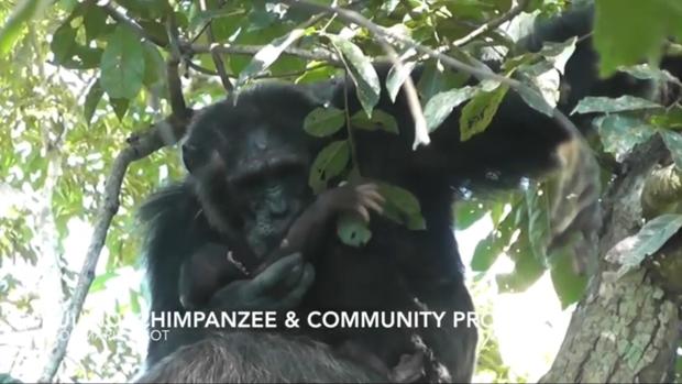 Un chimpancé mece a un bebé en lugar de matarlo