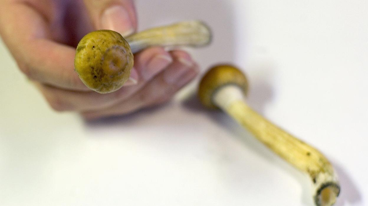 Denver legaliza los hongos alucinógenos