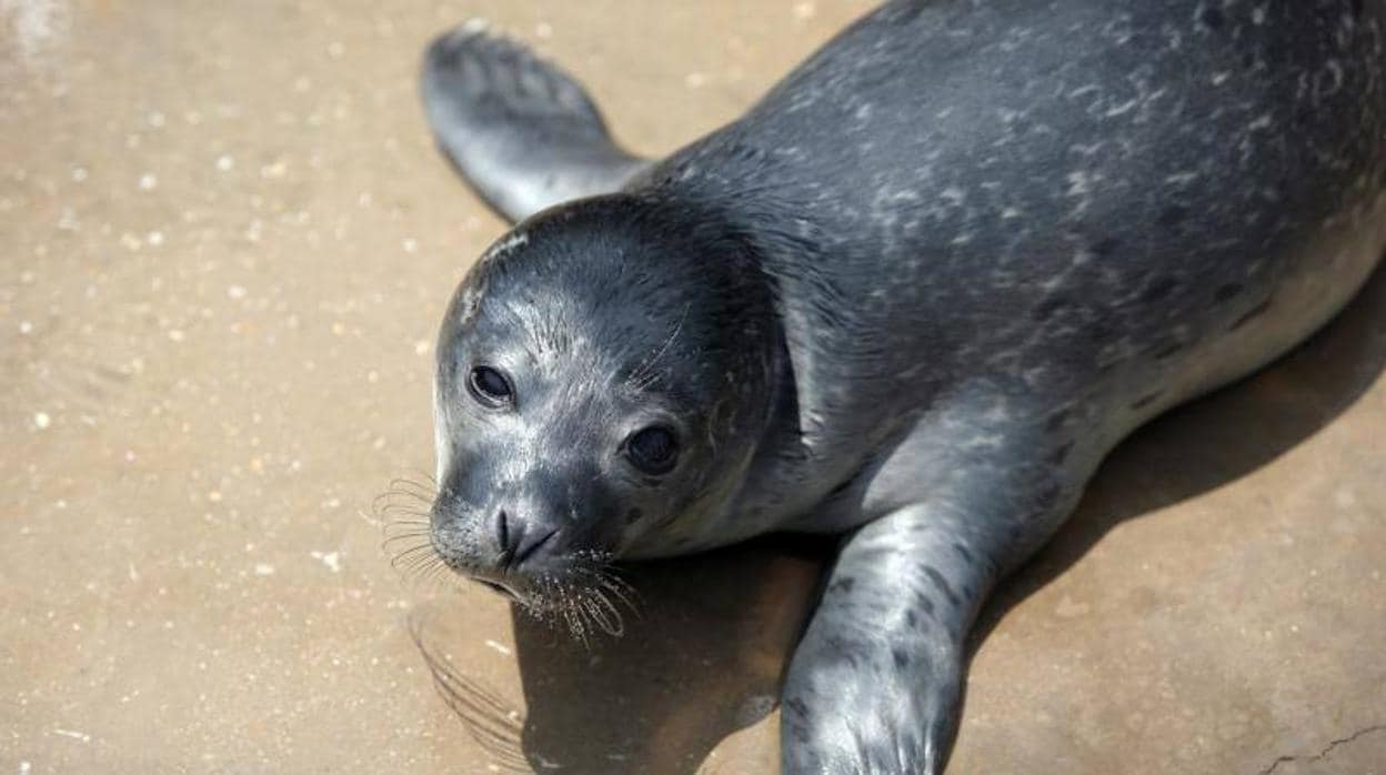 Imagen de una cría de foca