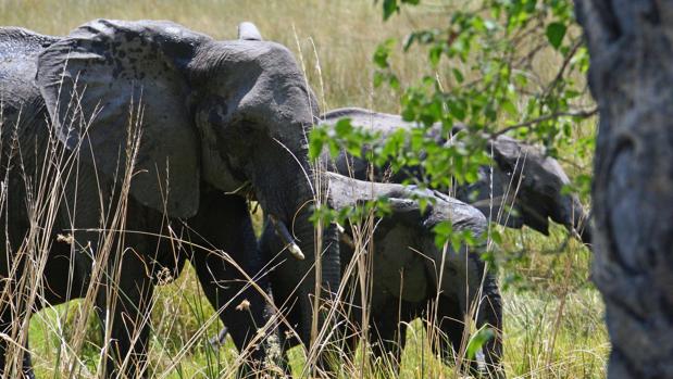 Botsuana levanta el veto a la caza de elefantes para «ganar votos de las zonas rurales»
