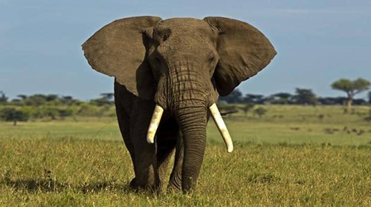 Botsuana levanta la prohibición de cazar elefantes