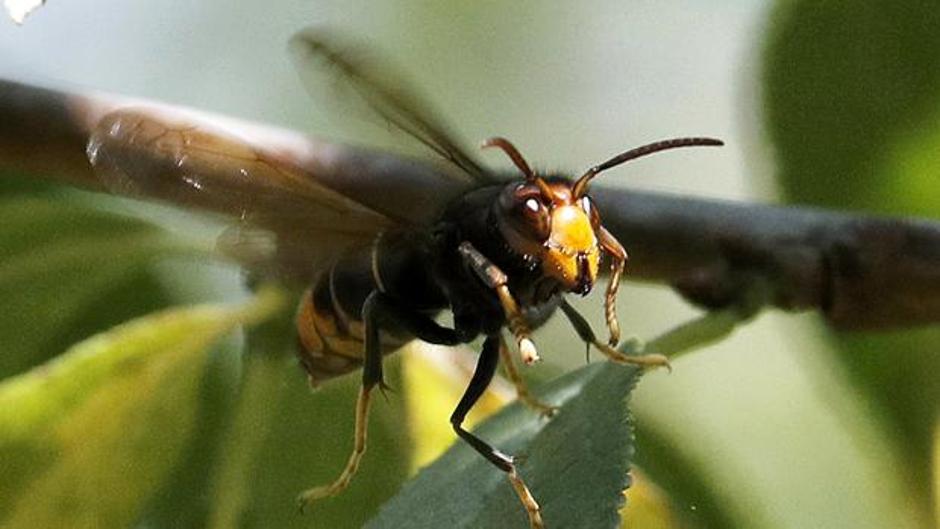 Cómo diferenciar una avispa asiática de otras especies