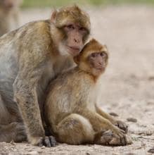 Los macacos de Berbería Port y Juma