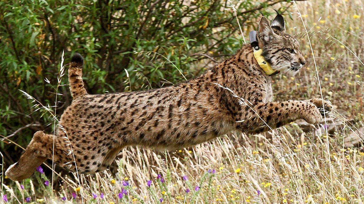 La Junta garantizará «con fondos propios» la viabilidad del proyecto Life para el lince ibérico