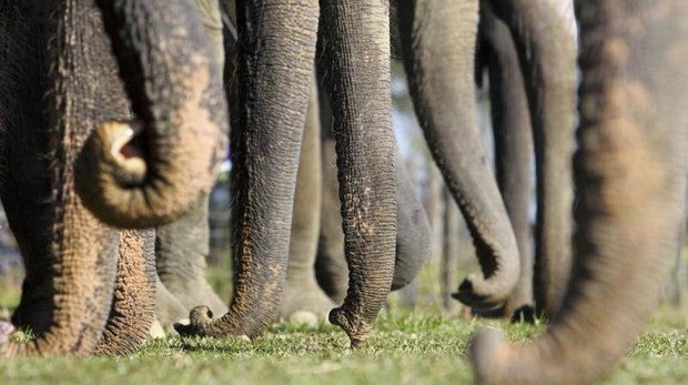 Un elefante carga a su cría muerta para enterrarla en el bosque