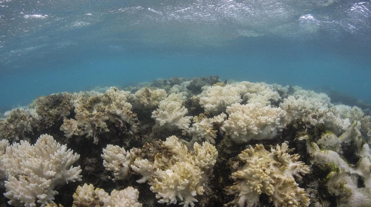 La Gran Barrera de Coral en peligro