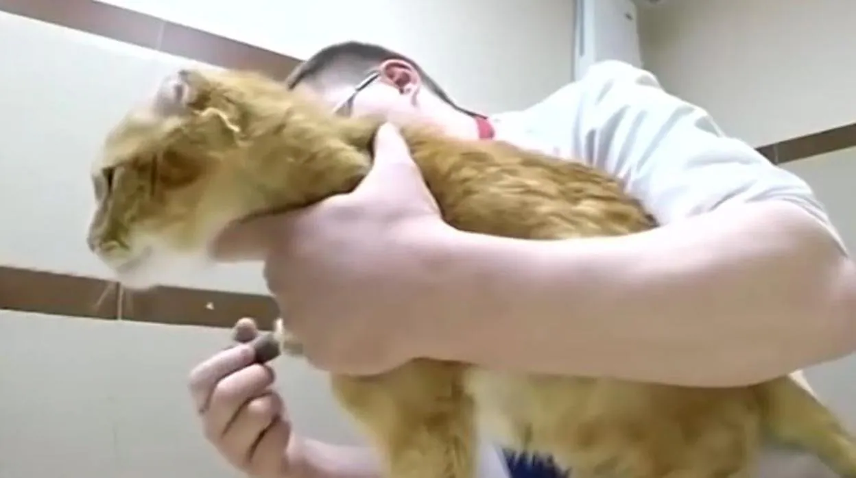 Ryzhik, el primer gato en recibir cuatro patas biónicas