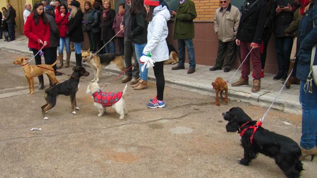 Los viajes «dog-friendly» mueve más de diez millones de euros