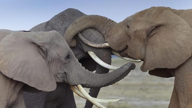 Namibia subastará un millar de animales salvajes ante la sequía en sus parques nacionales