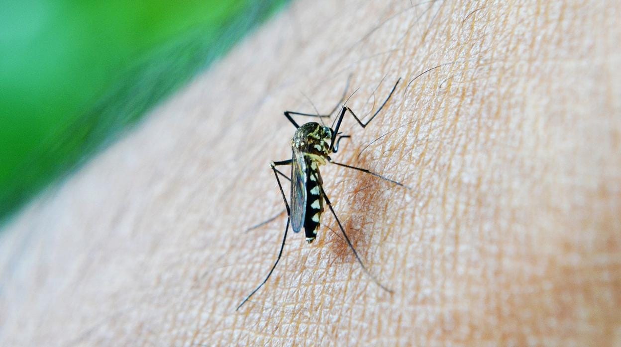 Un mosquito sobre la piel humana, en una imagen de archivo