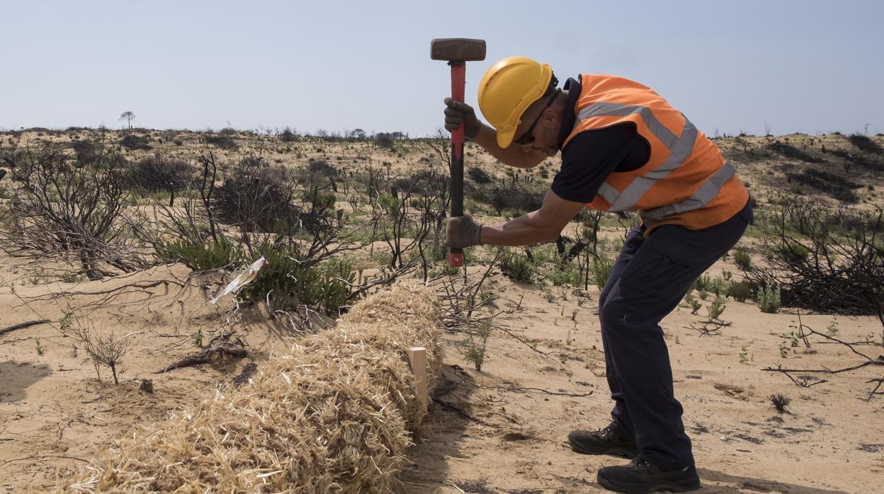 Un operario trabaja en el Paraje de Cuesta Maneli, ubicado en el término municipal de Almonte (Huelva)