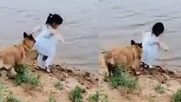 perro salva a una niña al evitar que caiga río