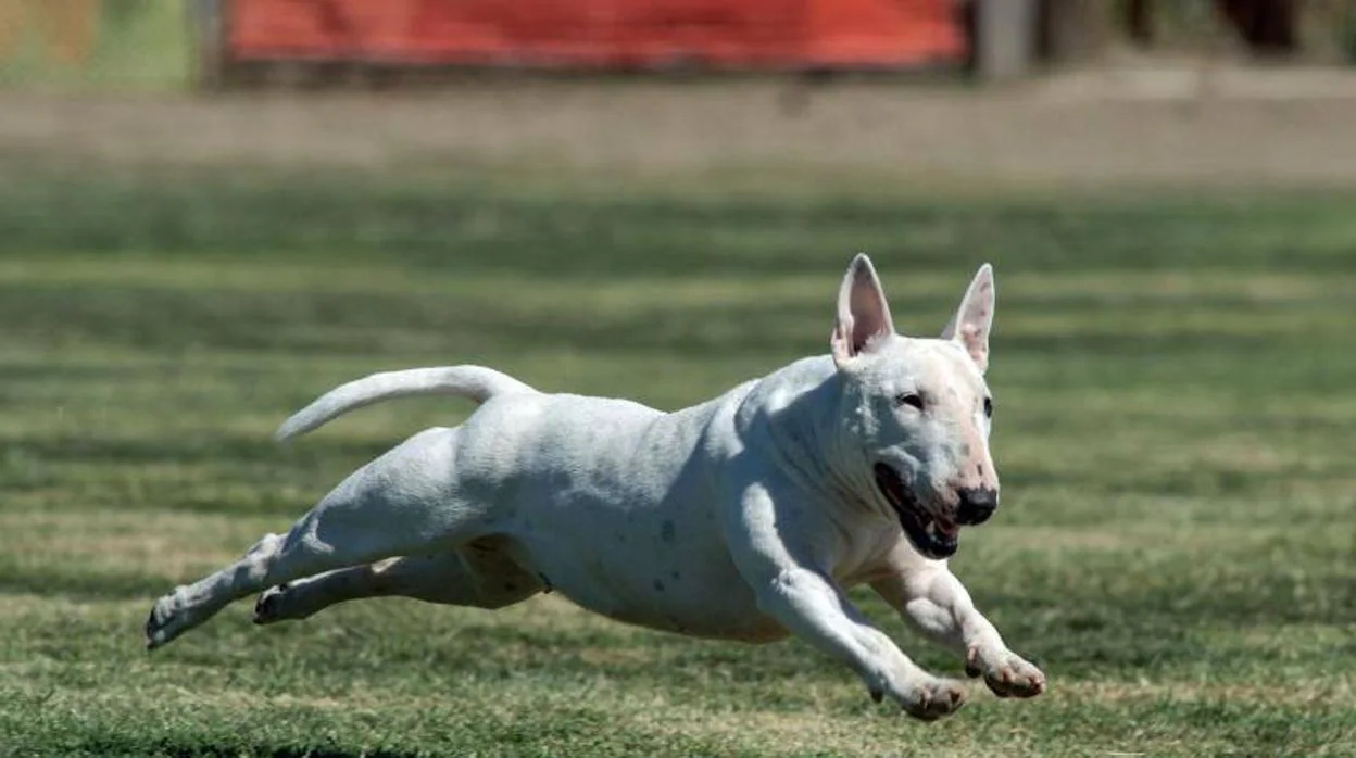 Imagen de archivo de un bull terrier
