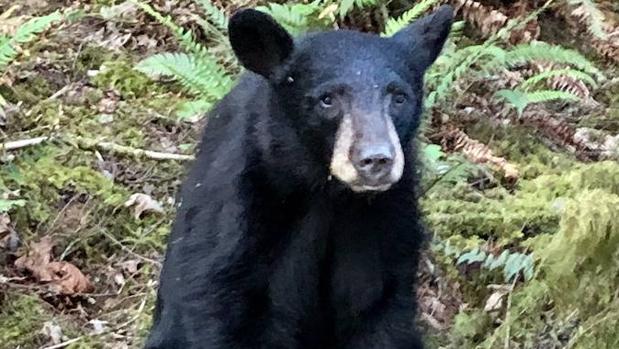 Sacrifican a un oso que se había habituado a vivir con humanos