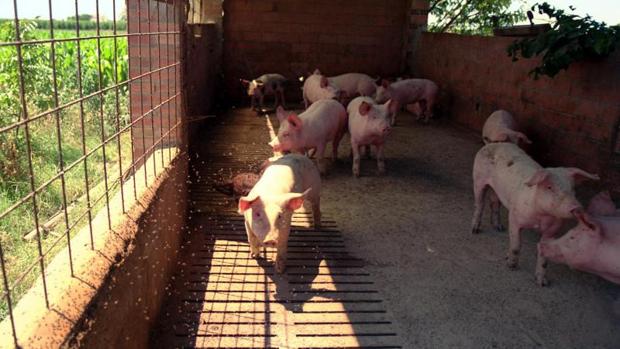 La peste porcina africana se extiende por el Sudeste Asiático