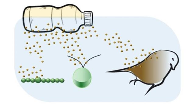 Uno de los nuevos plásticos biodegradables libera nanopartículas nocivas para los ecosistemas acuáticos