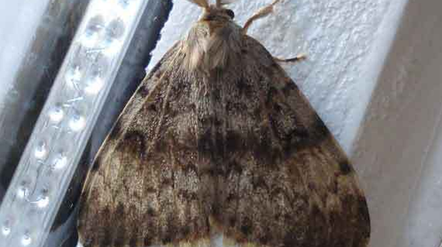 Una plaga de mariposas blancas invade varios pueblos del litoral