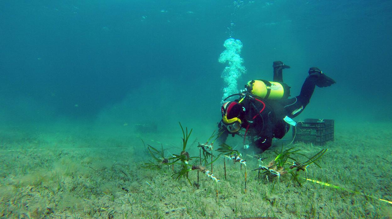 Un buzo se sumerge en la bahía de Pollensa (Mallorca) para replantar fragmentos de Posidonia oceánica