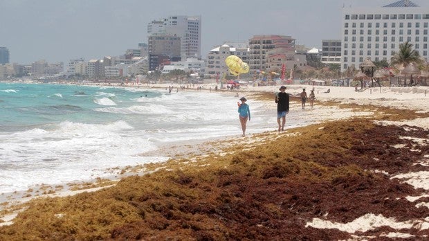 Descubren un «megacinturón» de algas en el Atlántico que ahoga el Caribe