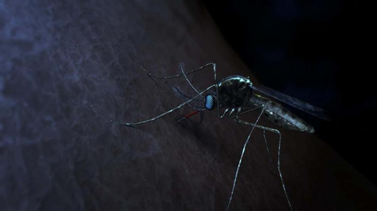 Mosquito de la malaria
