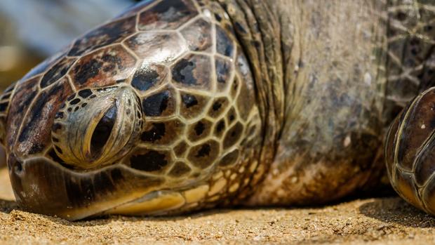 Críticas a Indonesia por permitir el uso de tortugas como medio de transporte