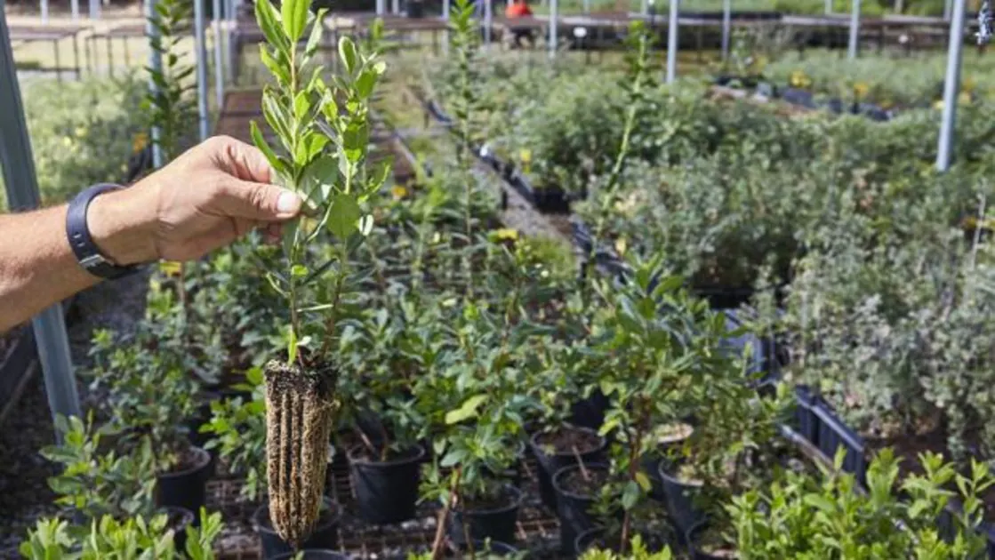El objetivo es ayudar a las plantas a adaptarse al cambio climático