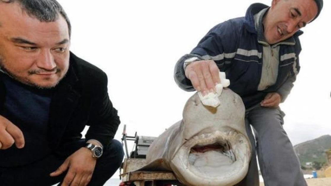 Un tiburón de 2,70 metros de longitud, de la familia 'Hexanchus griseus', conocida como 'Cañabota Gris' ha aparecido varado en la playa de L'Albir, (Alicante)