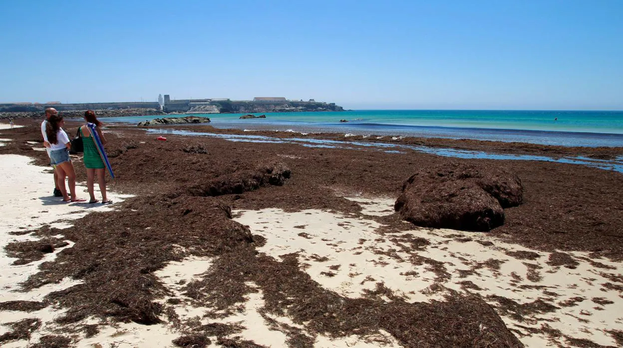 El alga de Asia que amenaza Cádiz