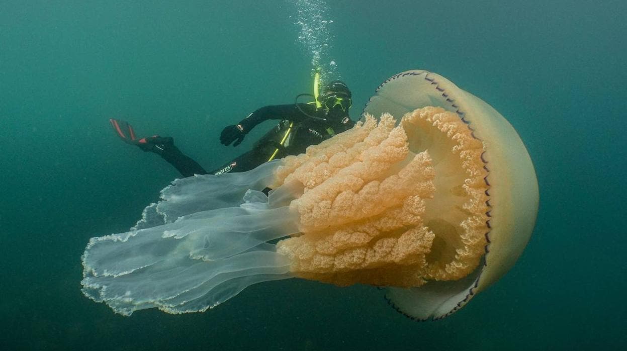 Imagen de la descomunal medusa junto a Lizzie Daly