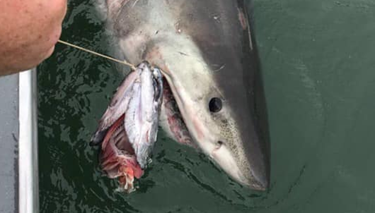 Captura del momento en el que el tiburón blanco ataca el barco