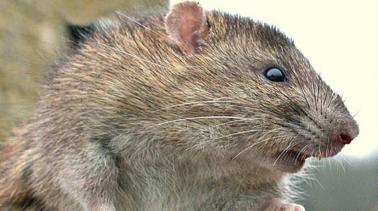 «Rattus norvegicus»La rata parda o rata marrón, es una especie de roedor miomorfo de la familia Muridae.Es una de las ratas más conocidas y comunes